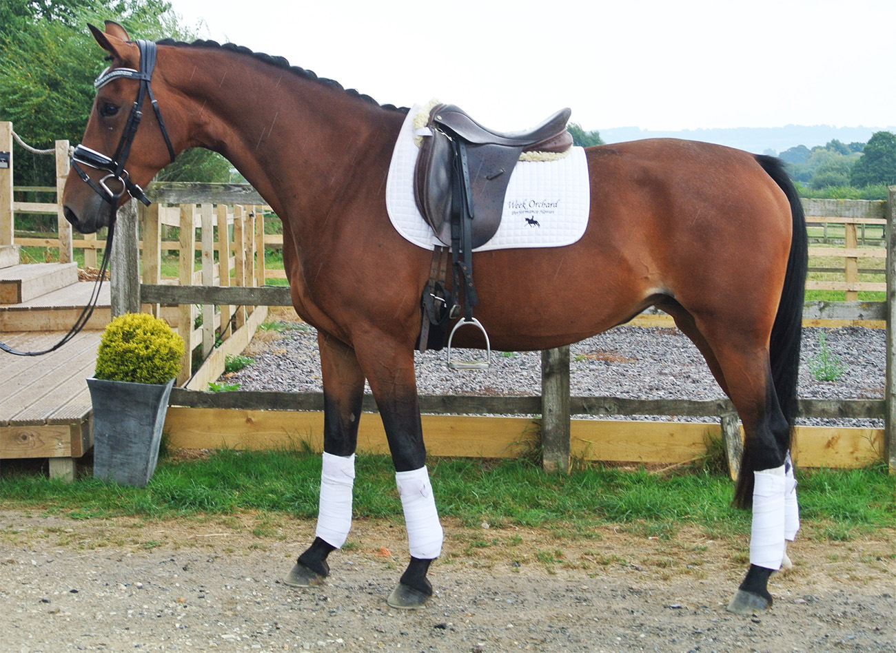 4yo Talented mare by Aqiedo x Metall